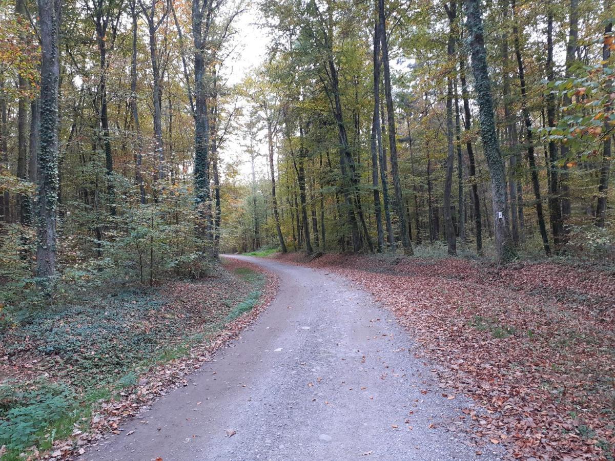 A L'Oree Du Bois Les Bouleaux Guewenheim Exteriér fotografie